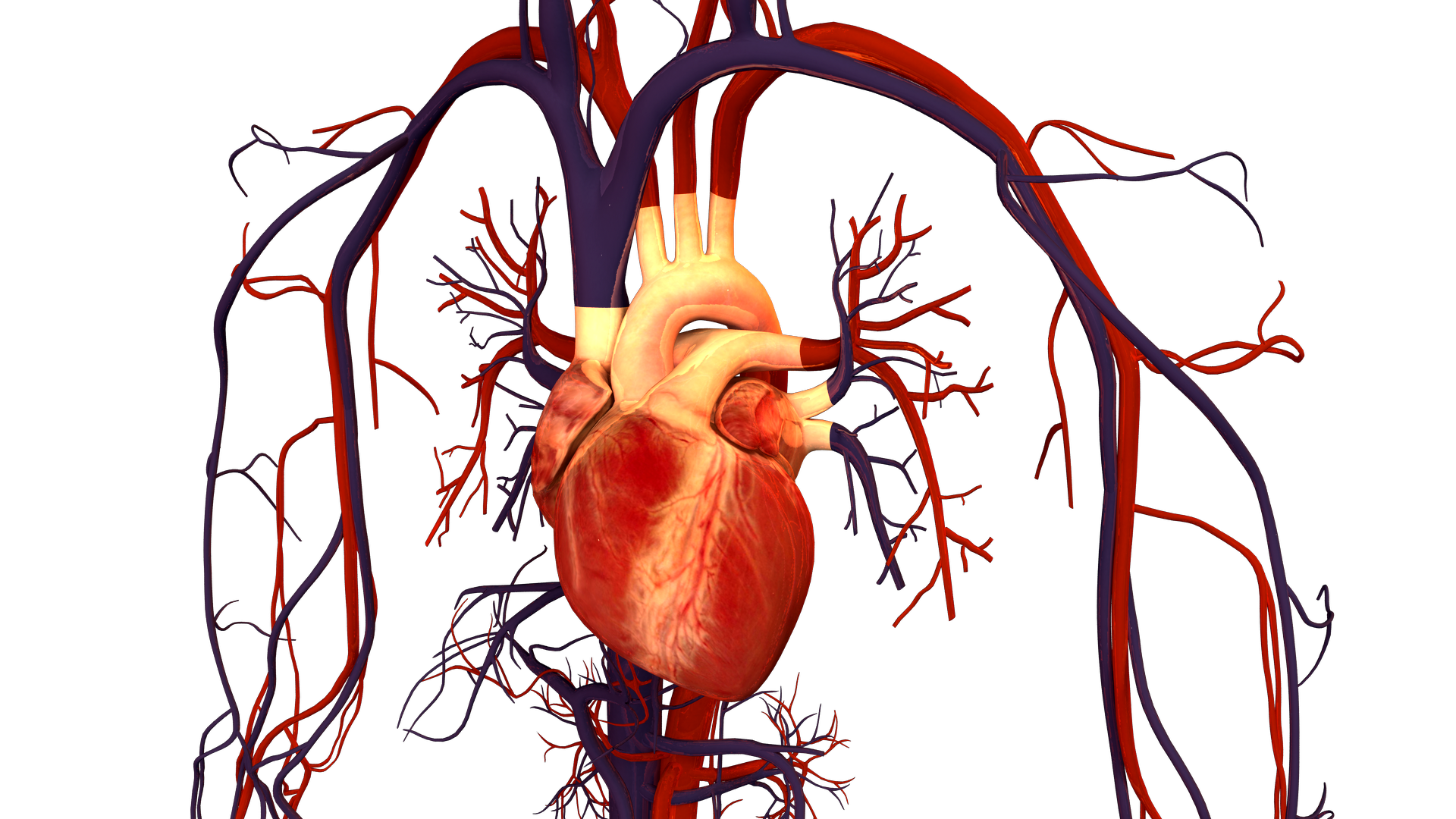 FileHuman Heart and Circulatory Systempng   Wikimedia Commons