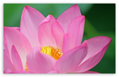 Lotus Flower HD Wallpaper For Standard Fullscreen Uxga Xga Svga