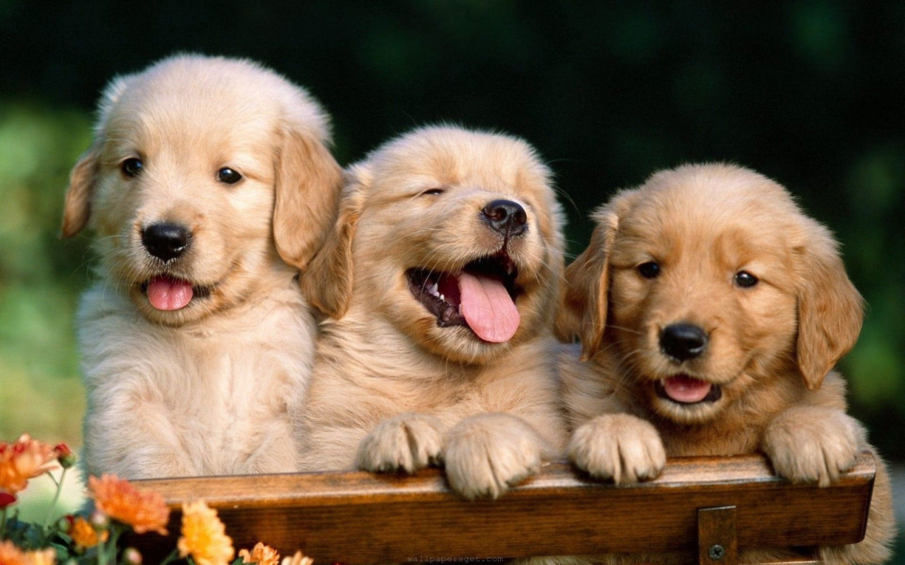 Cute Pets Wallpaper 4kwallpaper Org