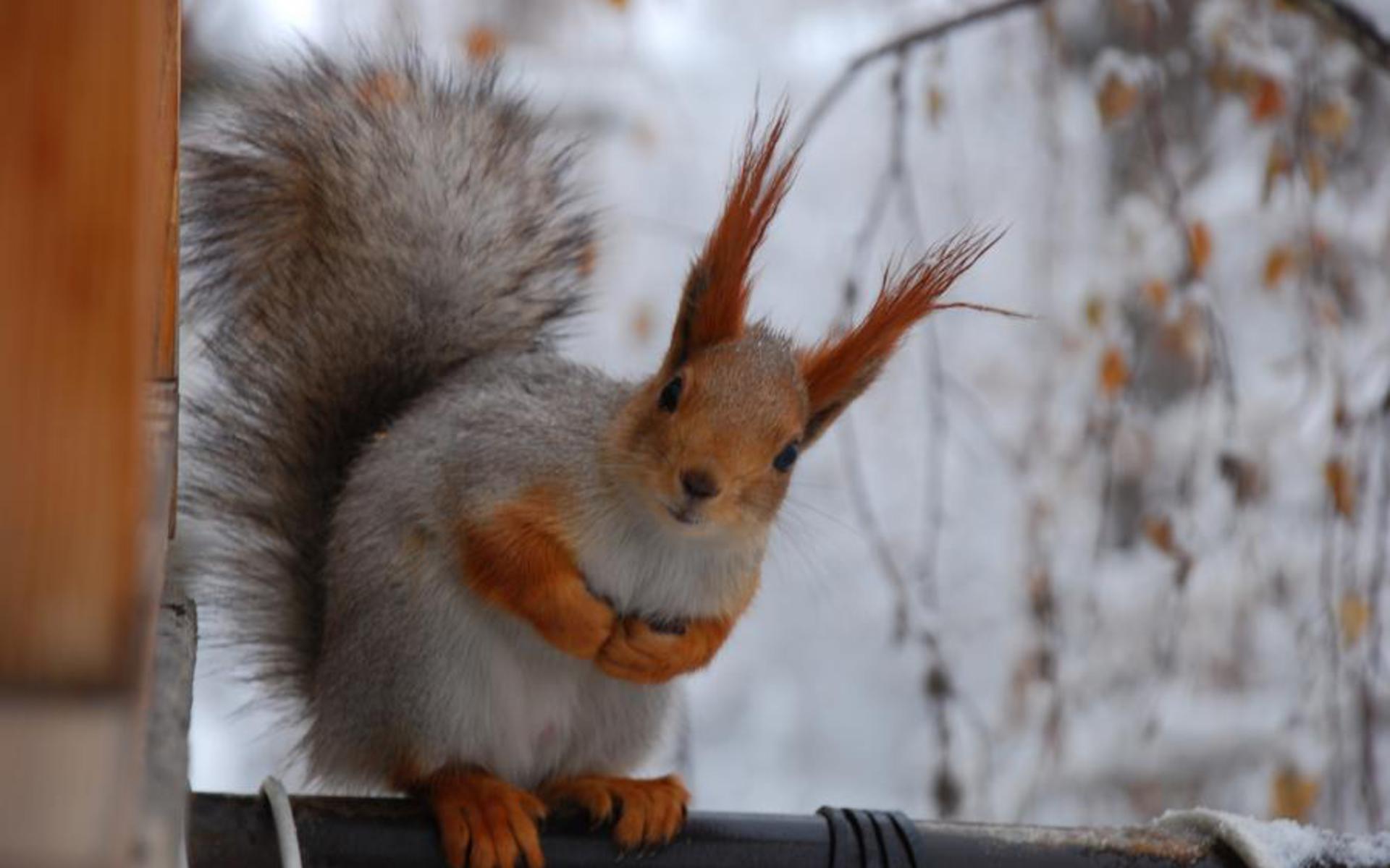 Winter Background Apple Wallpaper Squirrel Animals