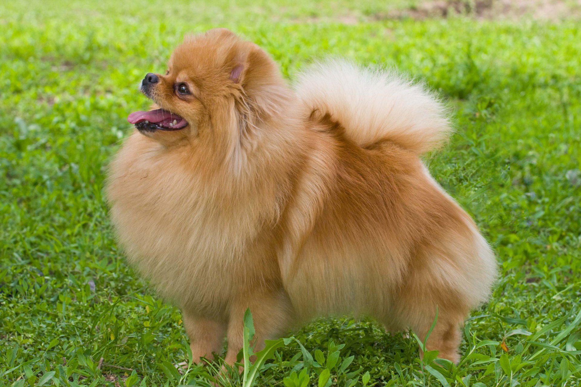 A fluffy Pomeranian dog stands in a grassy field