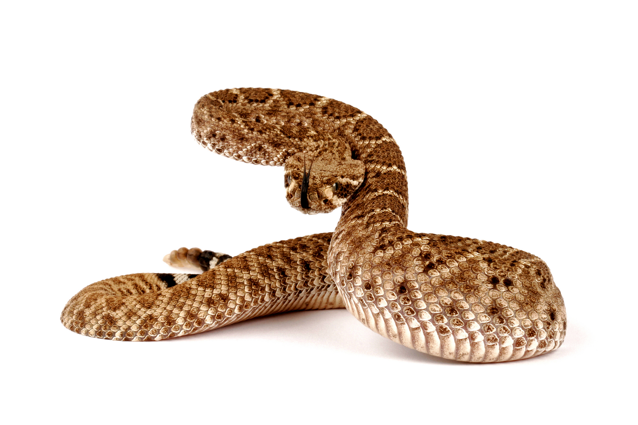 Snake Reptile Snakes Predator Rattlesnake Ur Wallpaper HD
