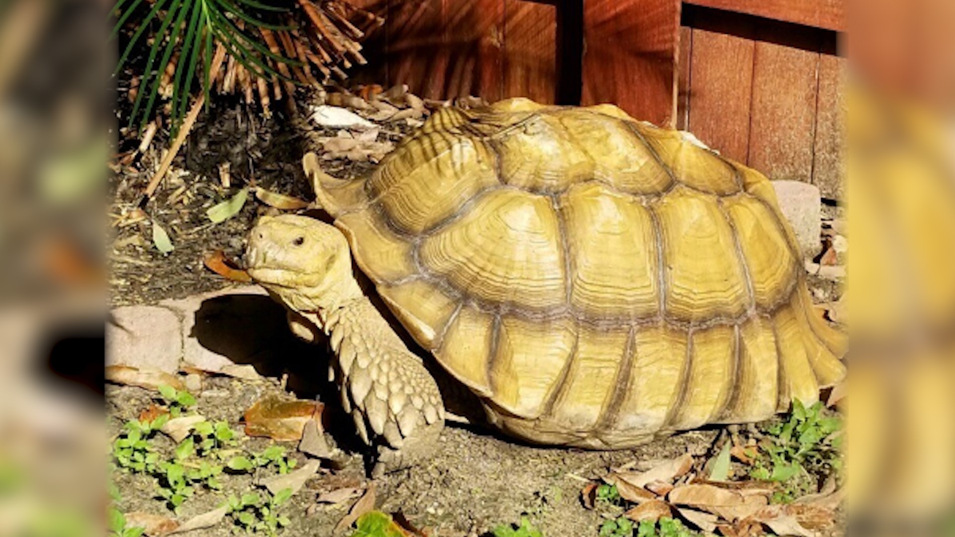 Update Sulcata Tortoise Found After Previously Missing On
