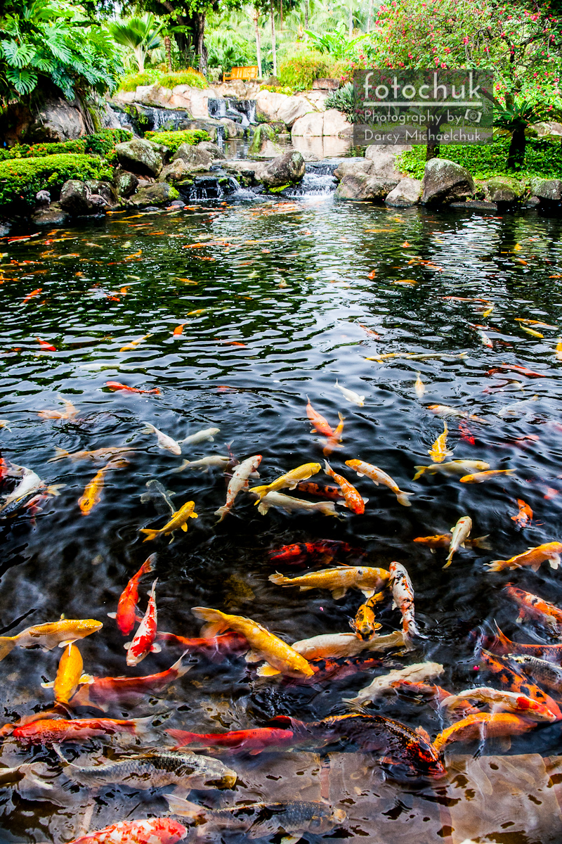 Kauai Koi Pond Photography By Darcy Michaelchuk