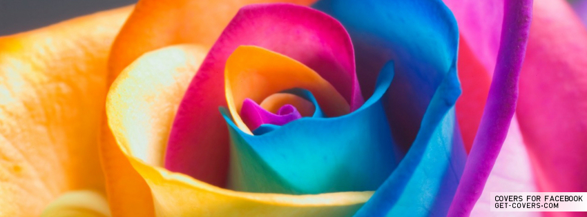 Of Colorful And Beautiful Rose Cover S For Timeline