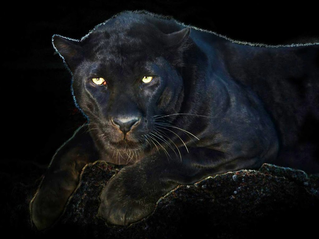  HD Wallpapers Free Downloads Angry Black panther hd wallpapers