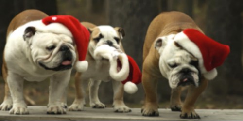 Funny Christmas Bulldog Pictures Pet Photos Dogs As