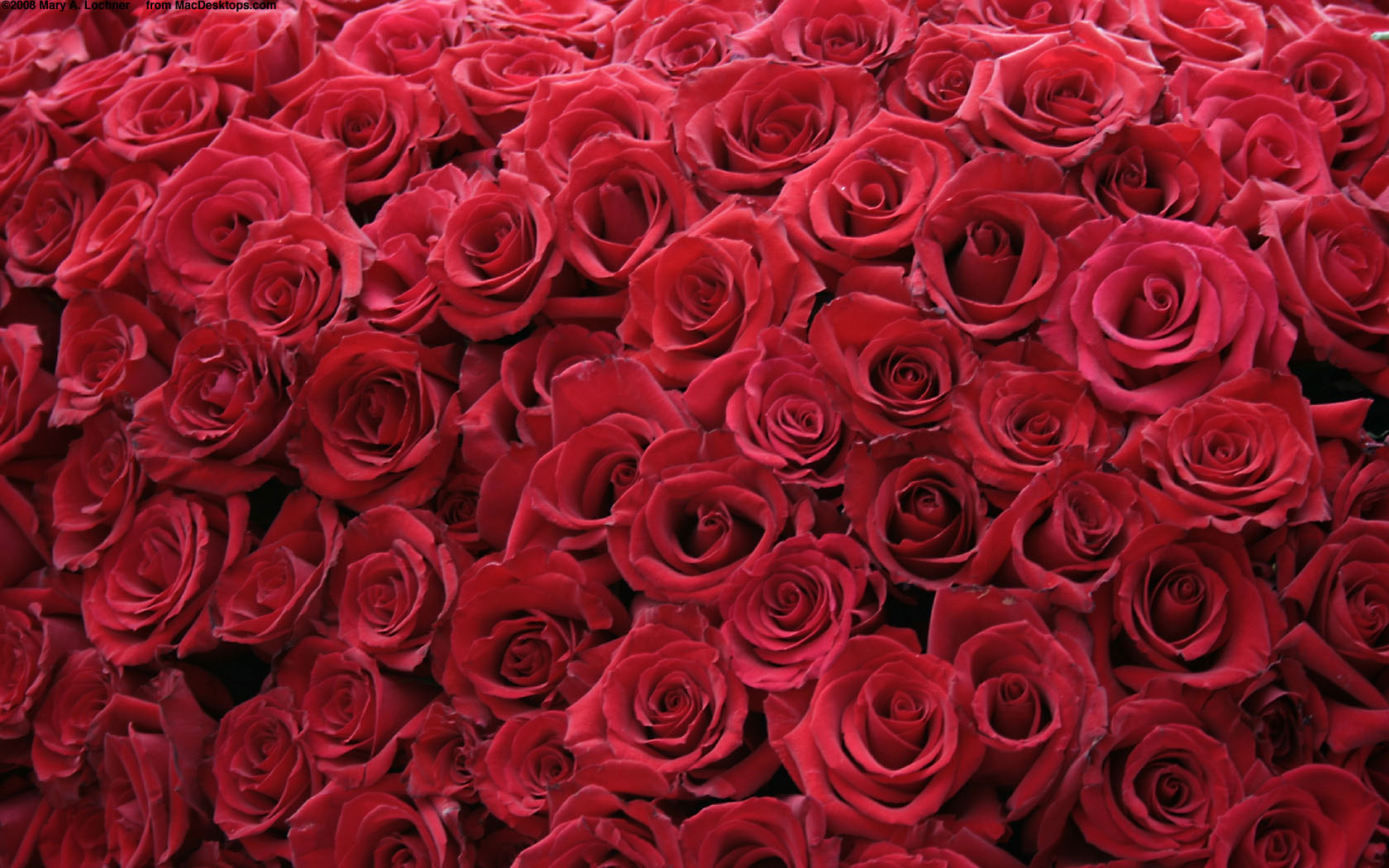 Red Roses Wallpaper HD Flowers