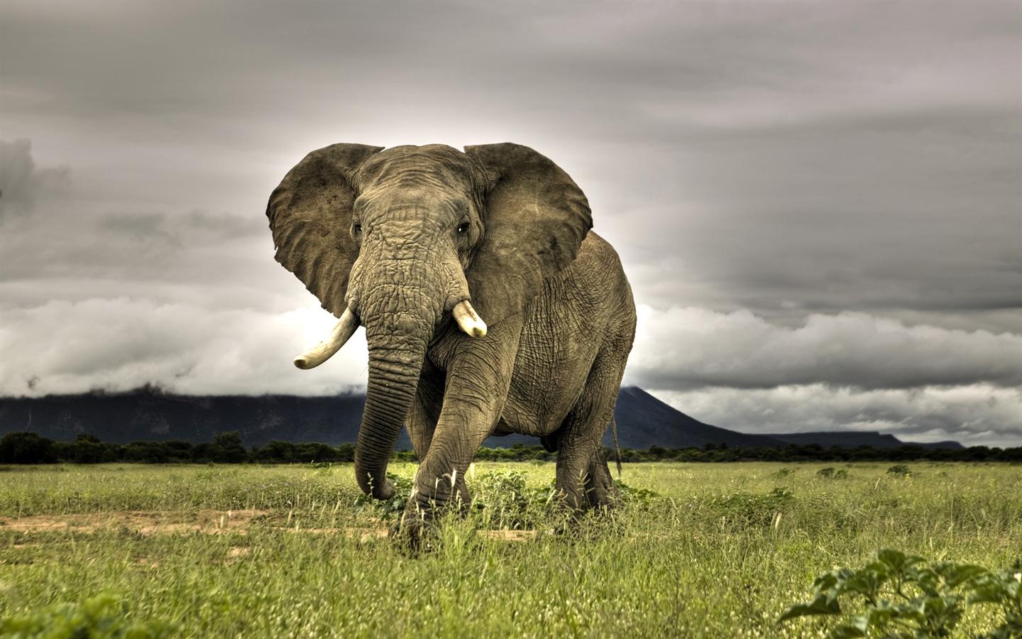 Wild Elephant Desktop Wallpaper Background