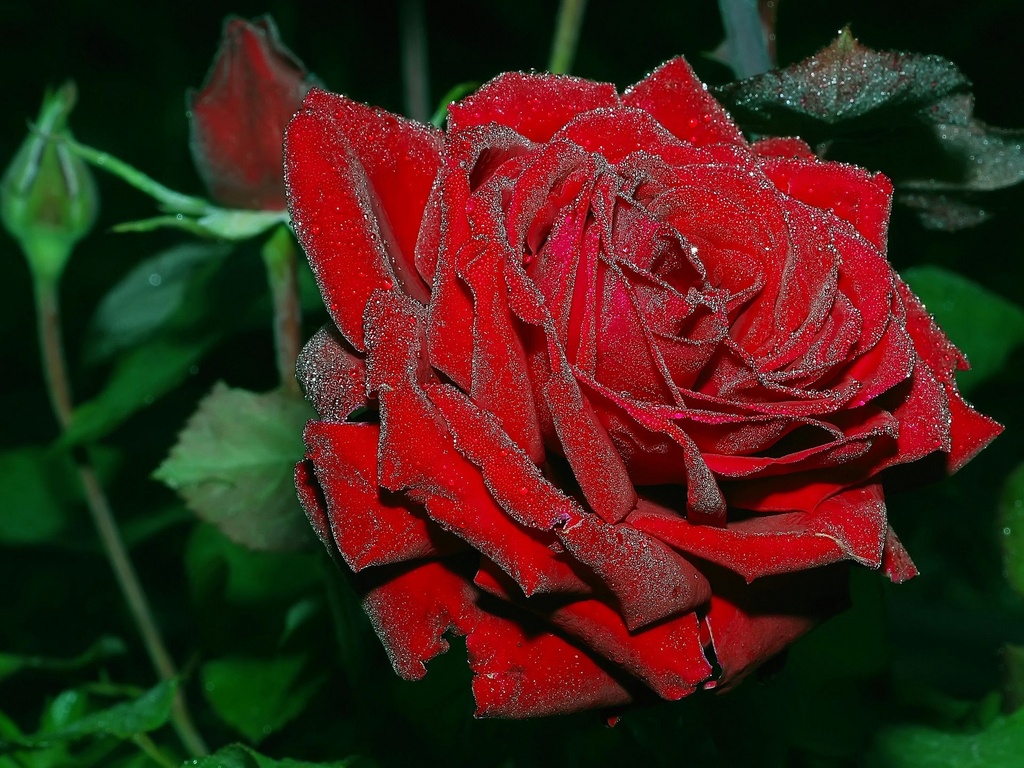Wallpaper Crimson Red Rose Of 3d For Desktop