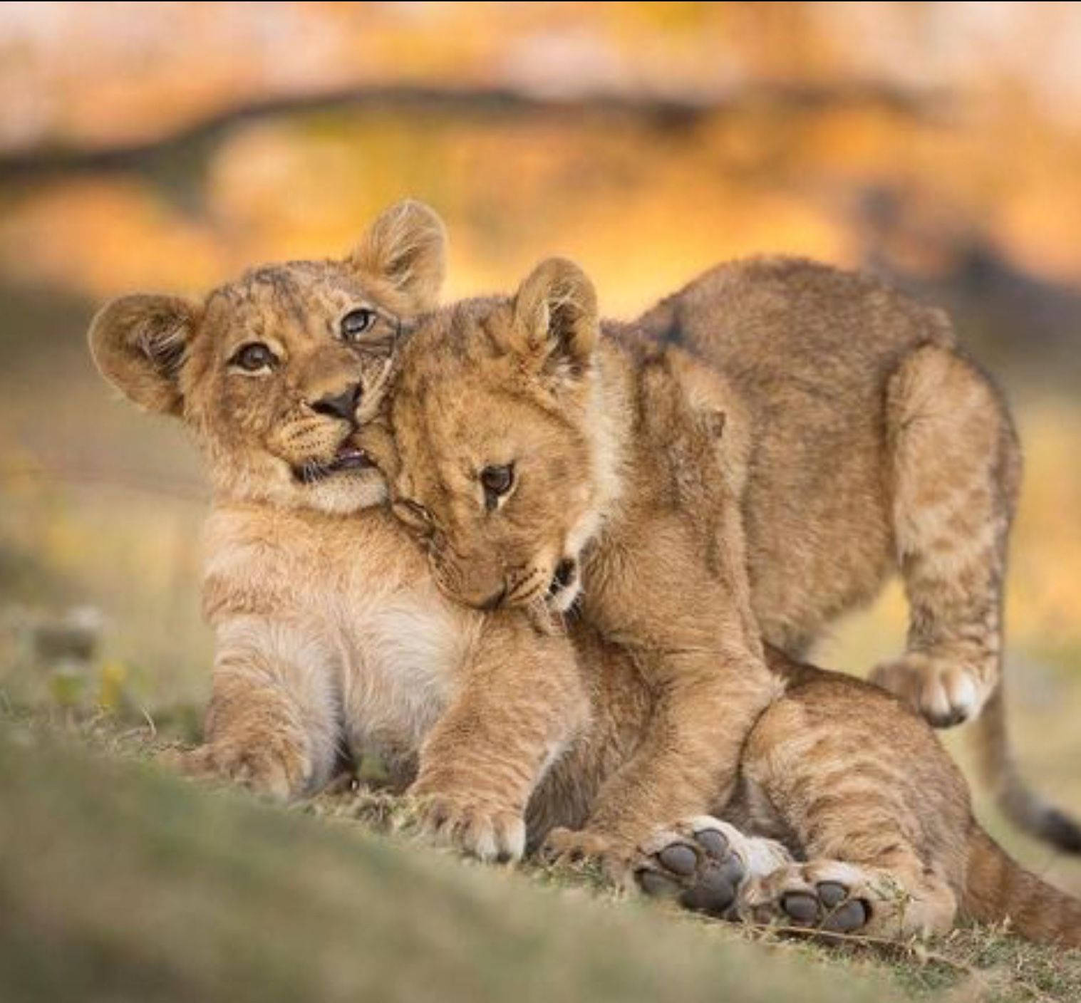Baby Lion Wallpaper