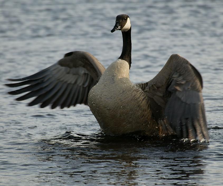 Geese Wallpaper Fun Animals Wiki Videos Pictures Stories