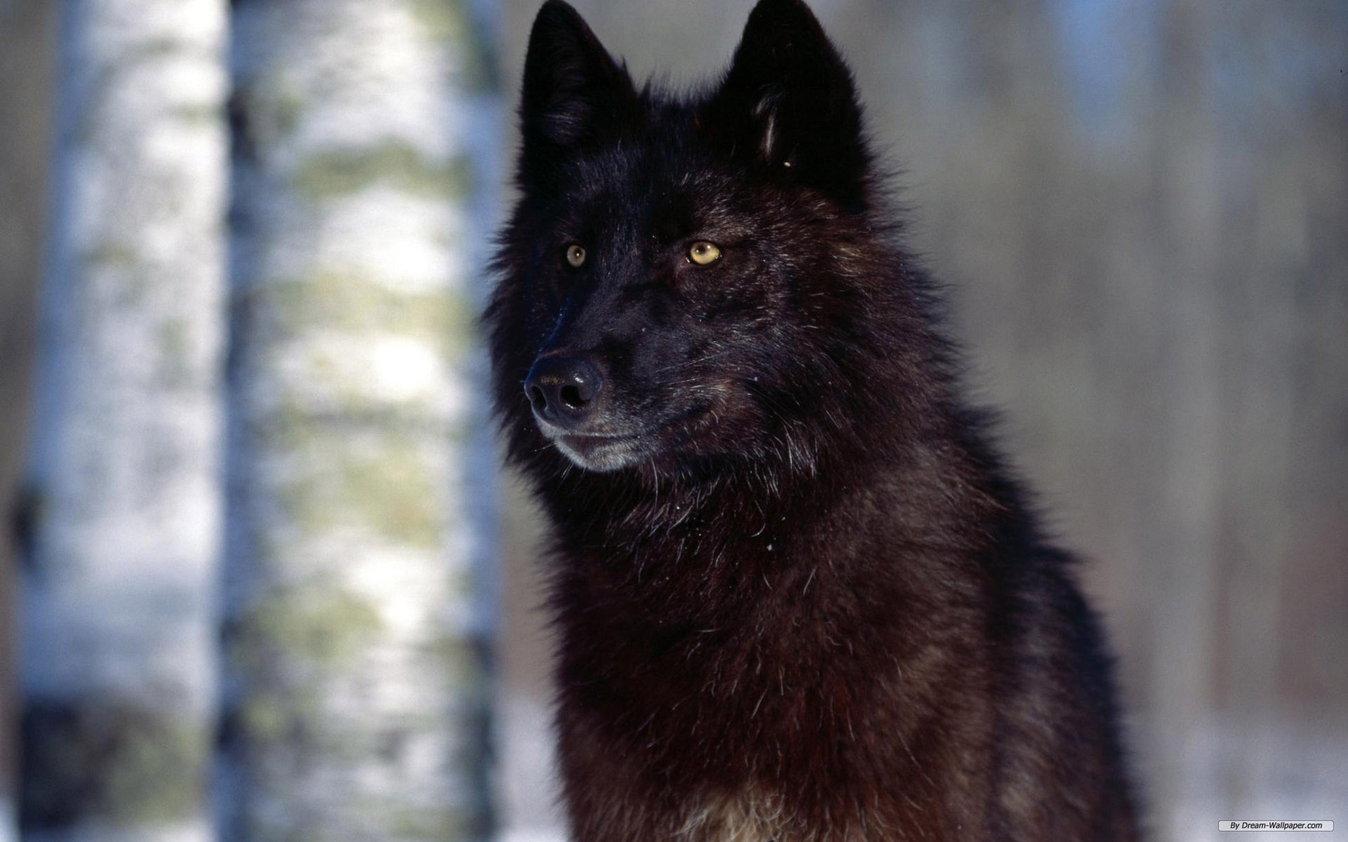 Wallpaper Wolf Animal