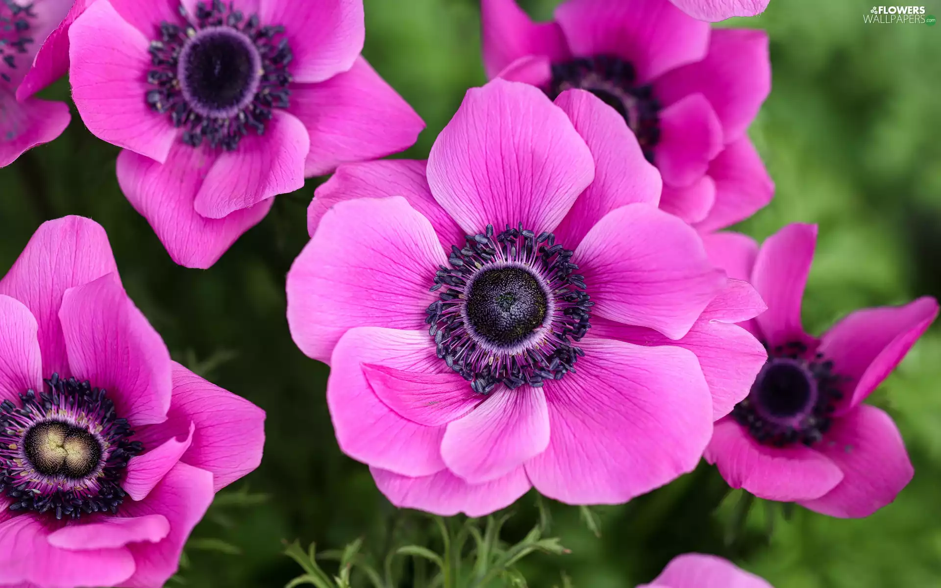 Pink Anemones Flowers Wallpaper