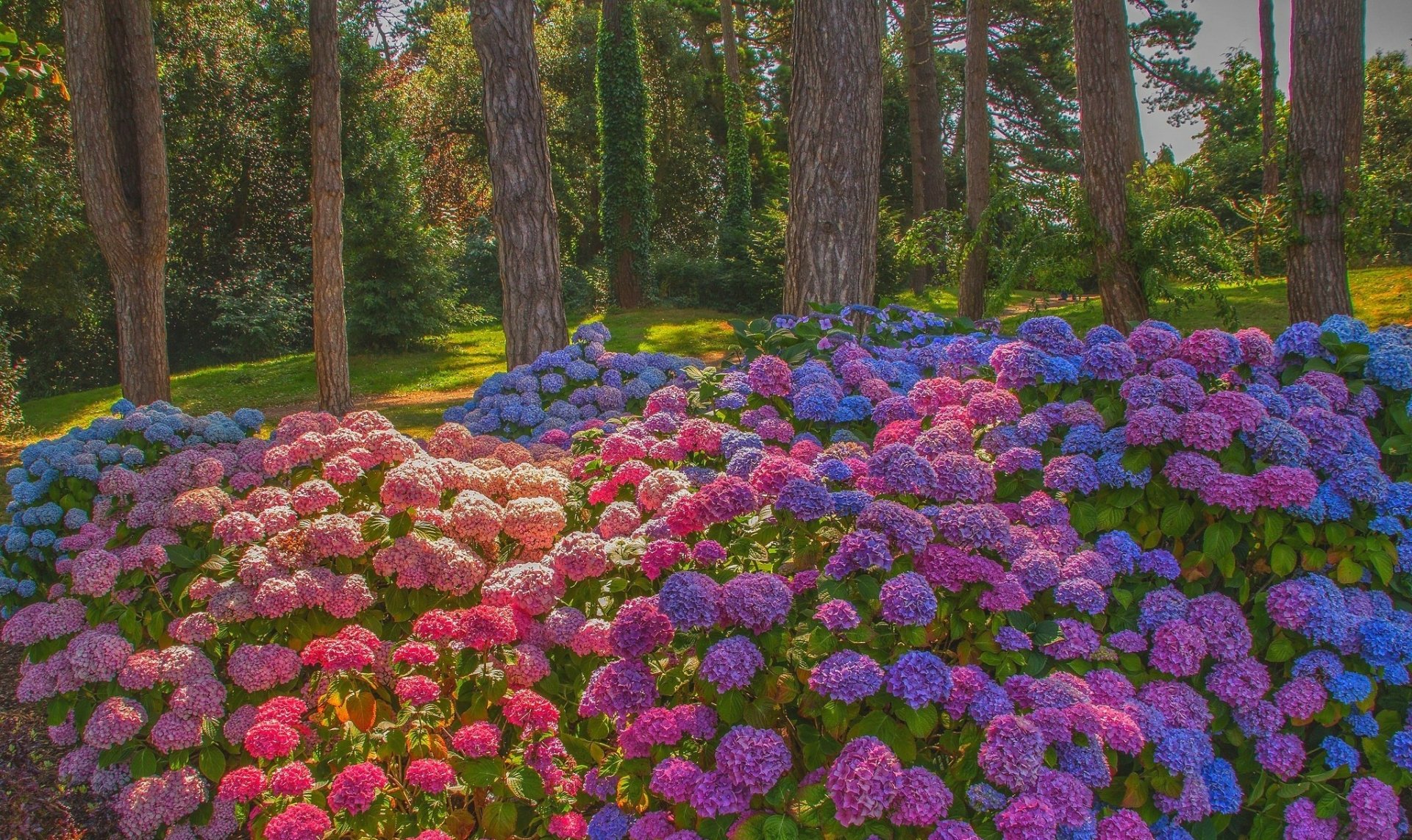 Vibrant Hydrangea Bliss Wallpaper