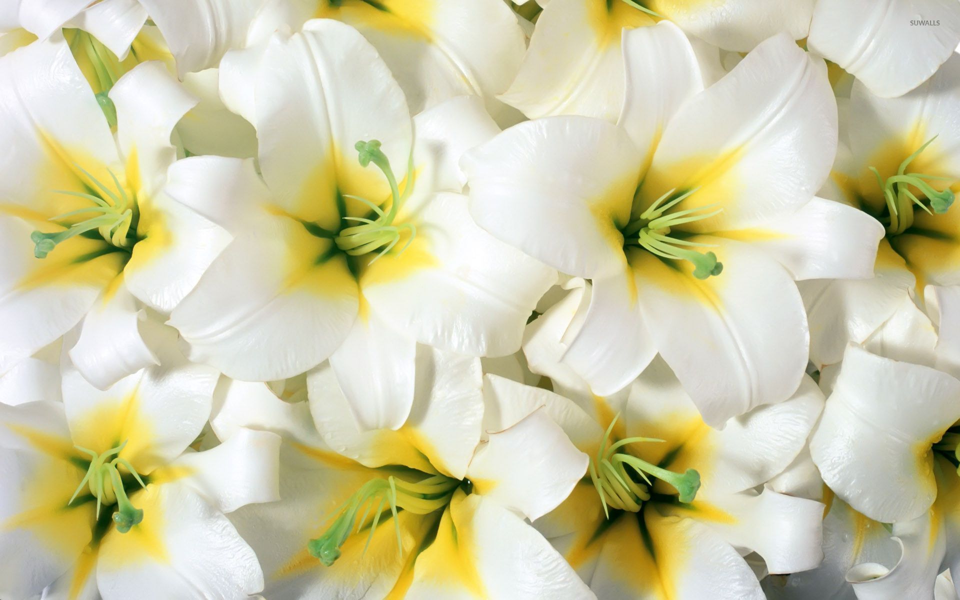 Pure White Lilies Wallpaper
