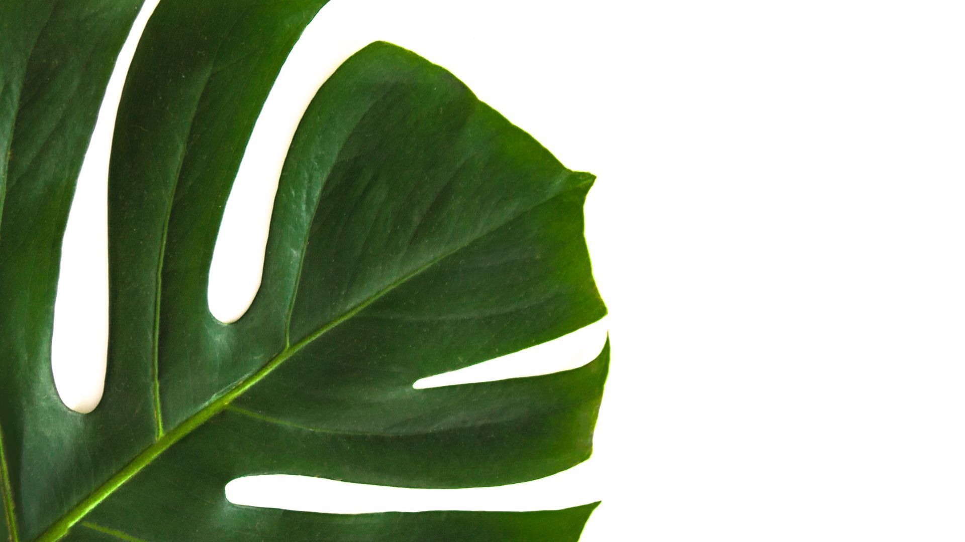 Minimalist Plant Wallpaper On