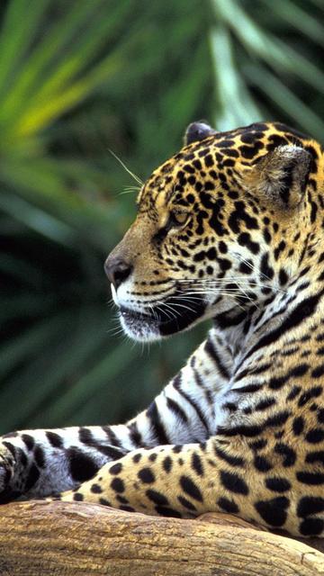 Amazon Rainforest Jaguar Wallpaper For Nokia