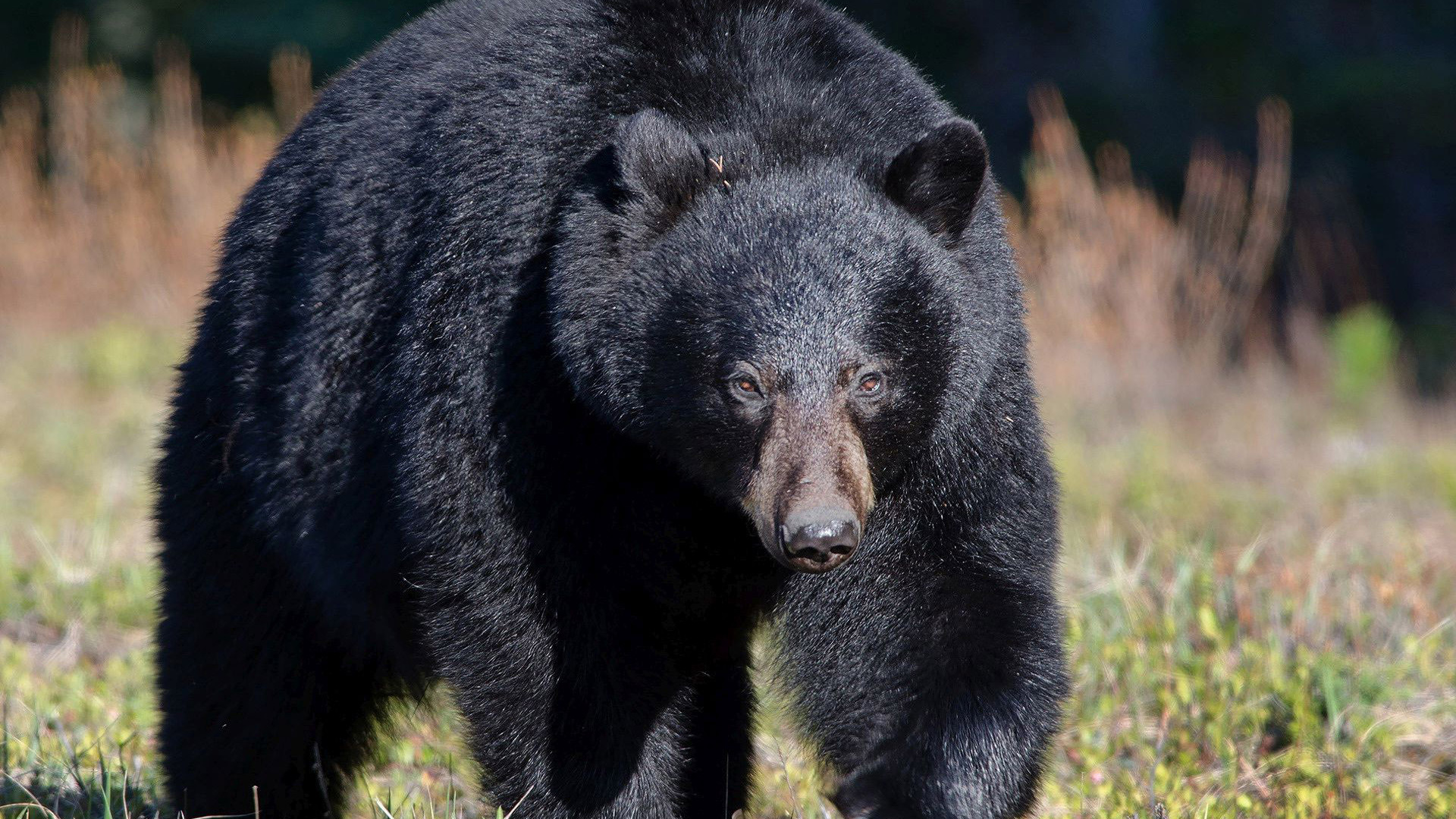 Black Bear Wallpaper