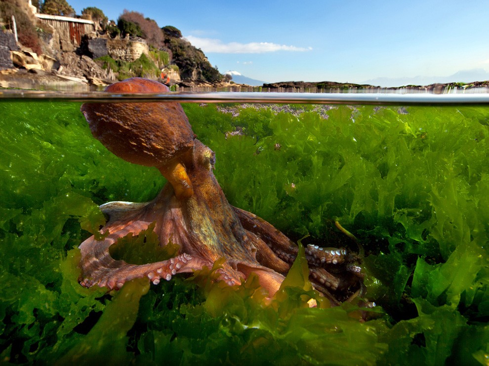 National Geographic Wallpaper Octopus Italy
