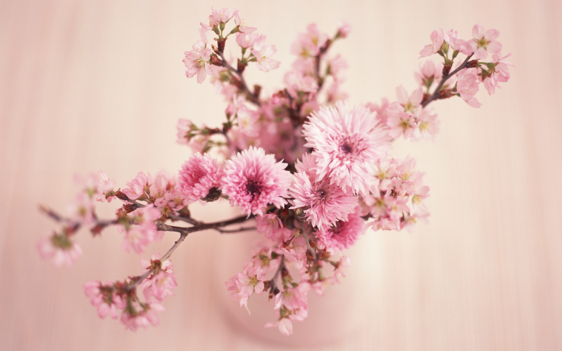 Pink Flowers Retro Wallpaper Coral With Resolution