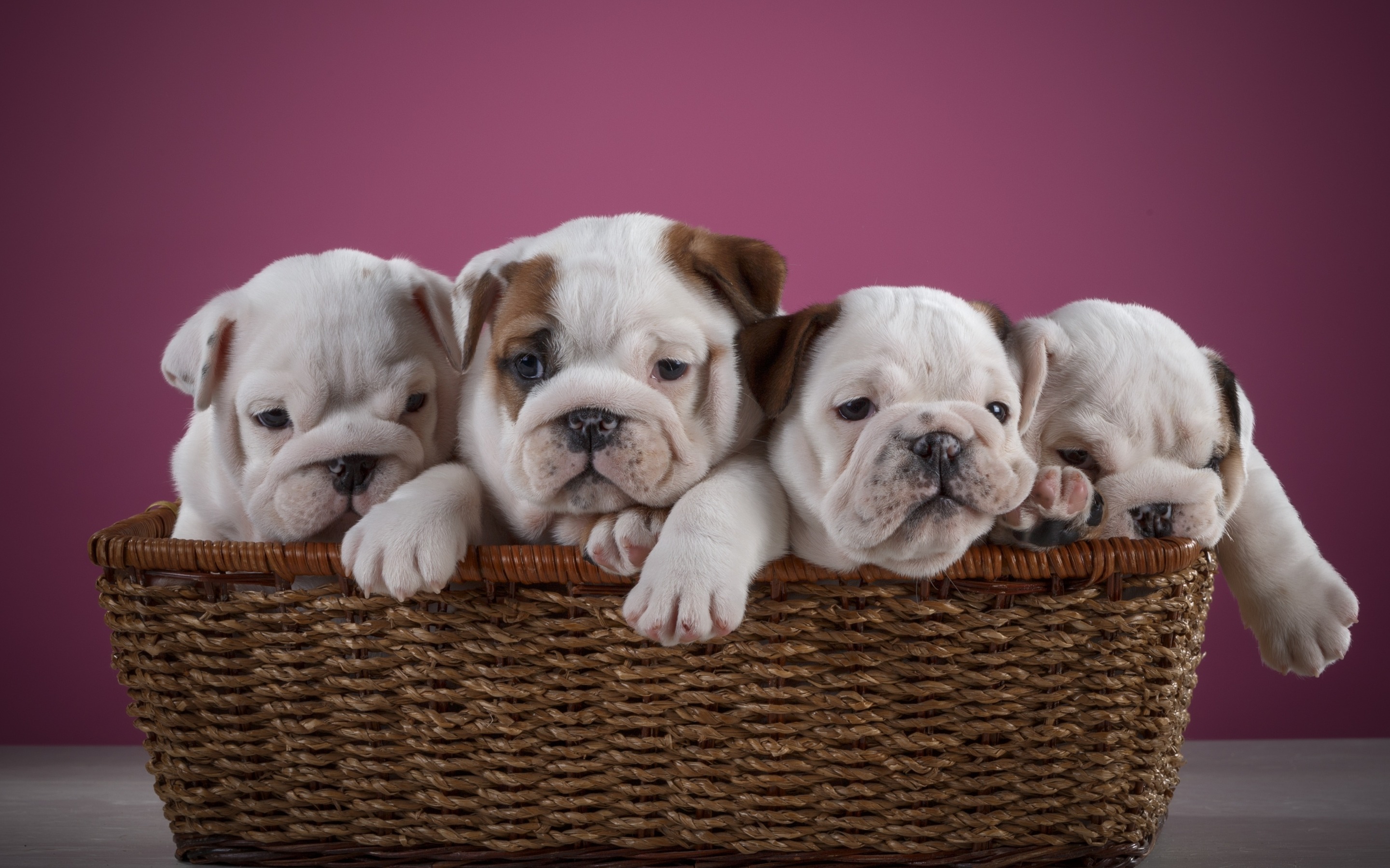 English Bulldog Desktop Wallpaper