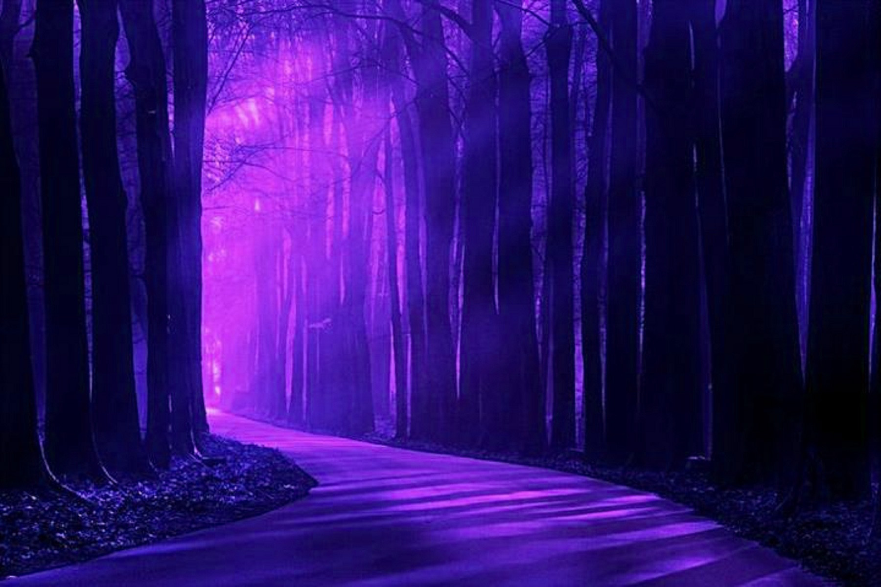 Landscape Purple Forest High Quality Background Pictures