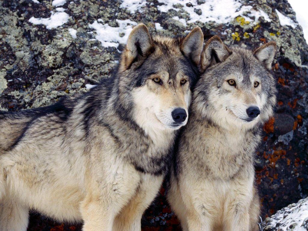 Animal Wolves In Love Wolf Photos Pictures Animals