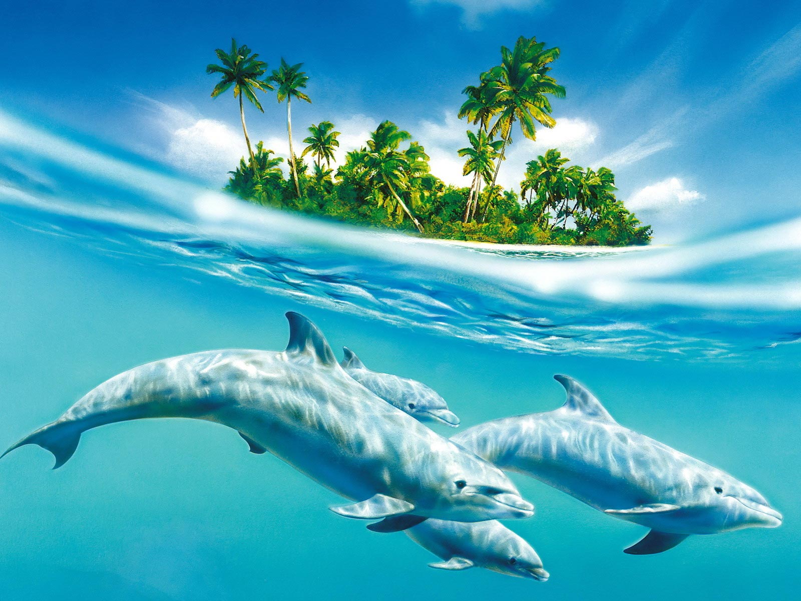 HD Blue Dolphins Wallpaper High Quality Desktop