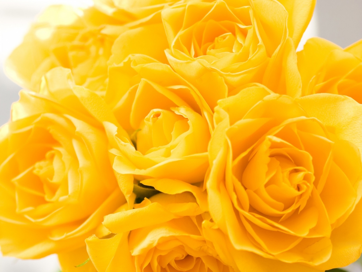 Beautiful Pictures Of Yellow Roses Ing Gallery