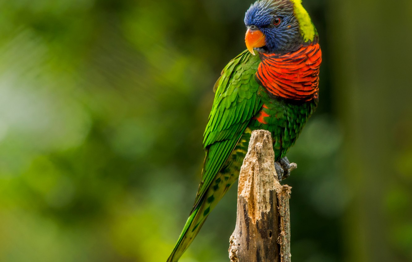 Wallpaper Bird Paint Feathers Beak Parrot Tail Image For