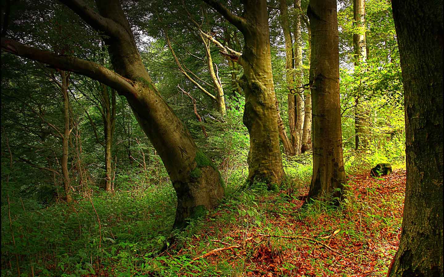 Forests Wallpaper Background