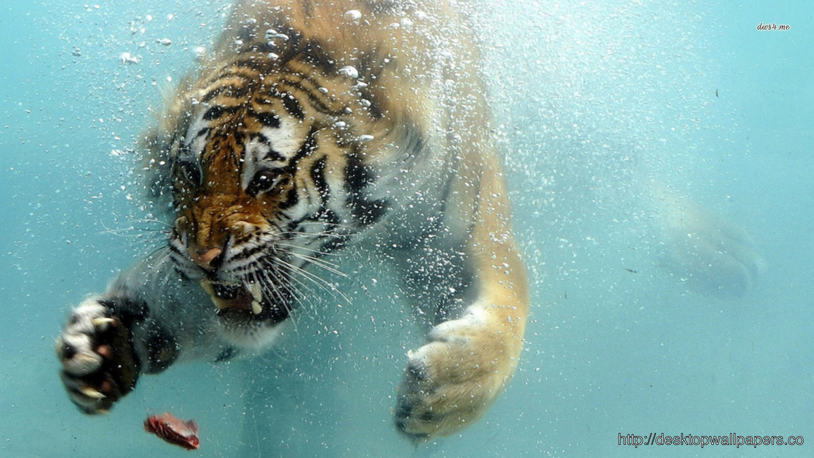 Bengal Tiger Jumping Wallpaperdesktop Wallpaper