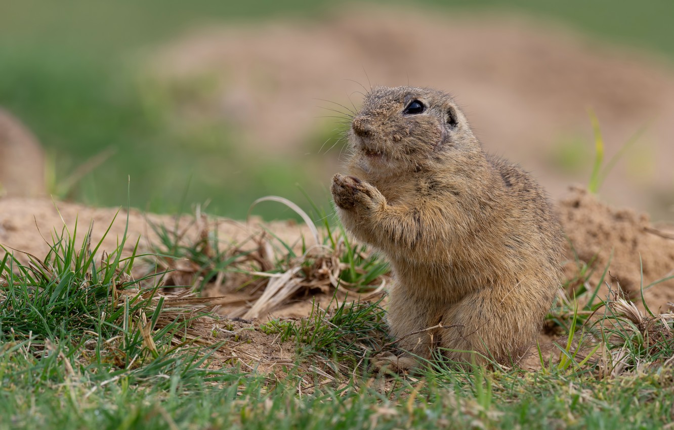 Wallpaper Sand Grass Pose Legs Face Gopher Stand Image For