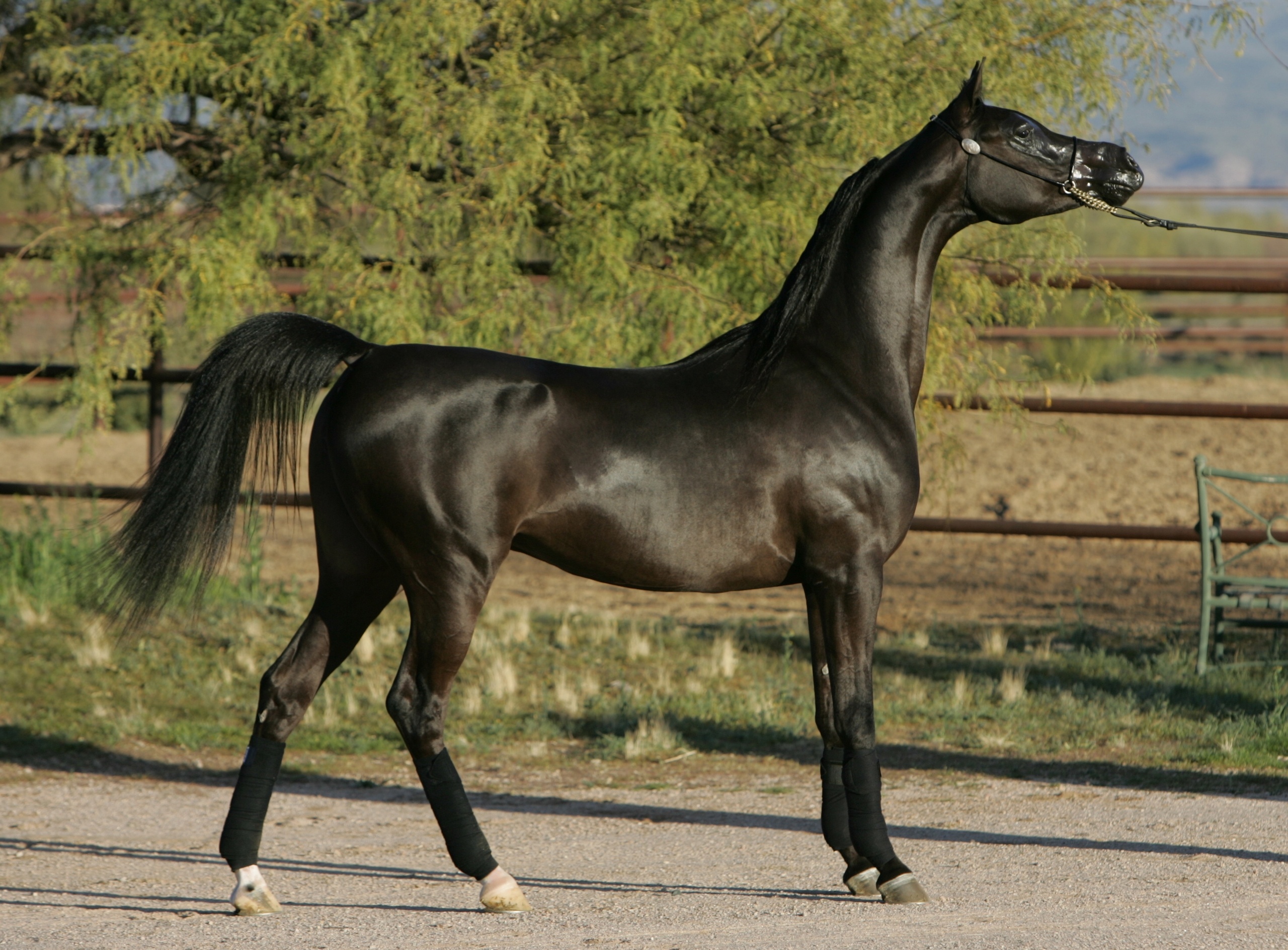 Arabian Horse A Stallion Wallpaper HD Desktop And