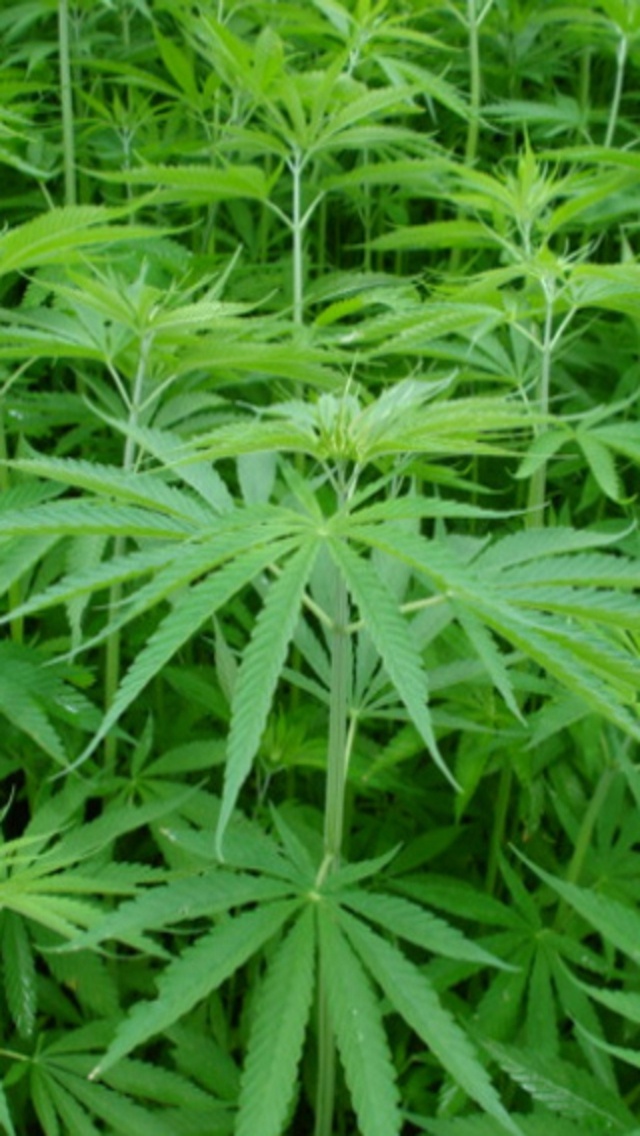 HD Weed Wallpaper iPhone Marijuana