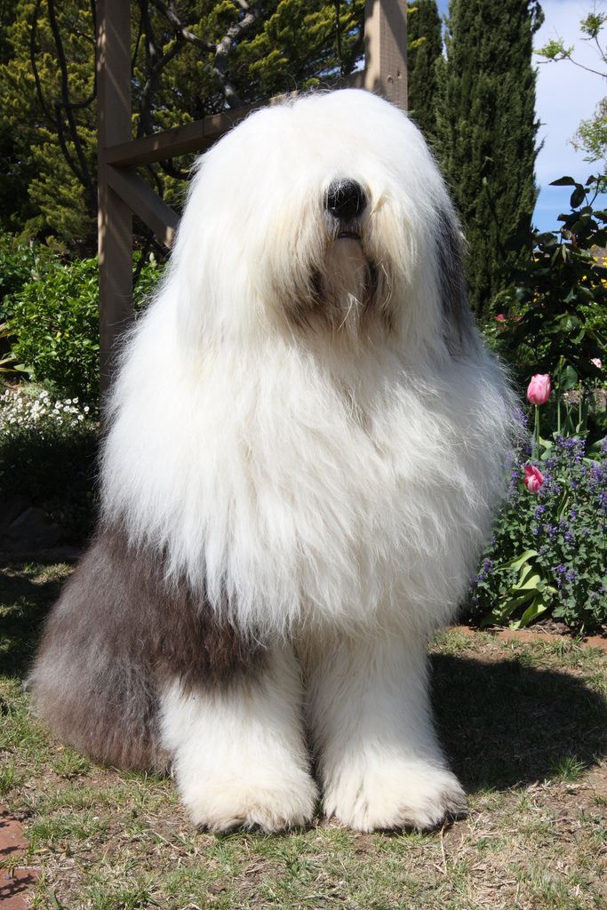 Big Shaggy Dog Breeds English Sheepdog Puppy Old