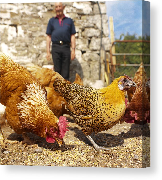 Hens In The Foreground And Elderly Man Standing Background