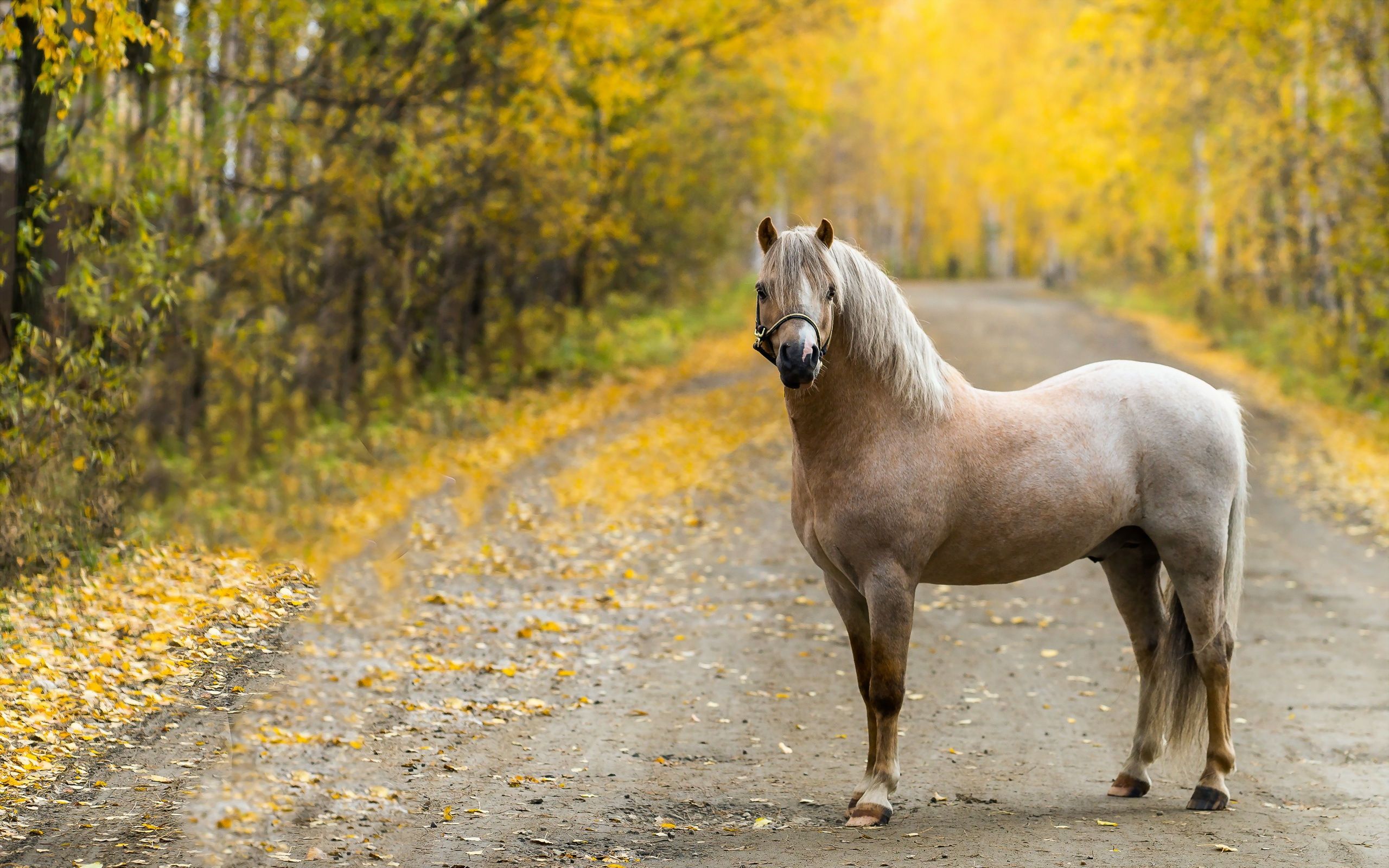 Beautiful Horse Emerce