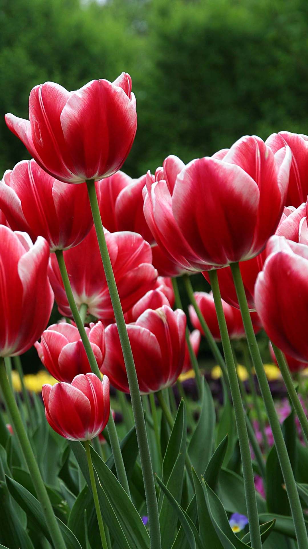 Red Tulips Htc Wallpaper Best One