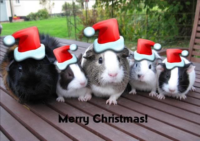 Guinea Pigs Graphics Code Christmas Ments Pictures