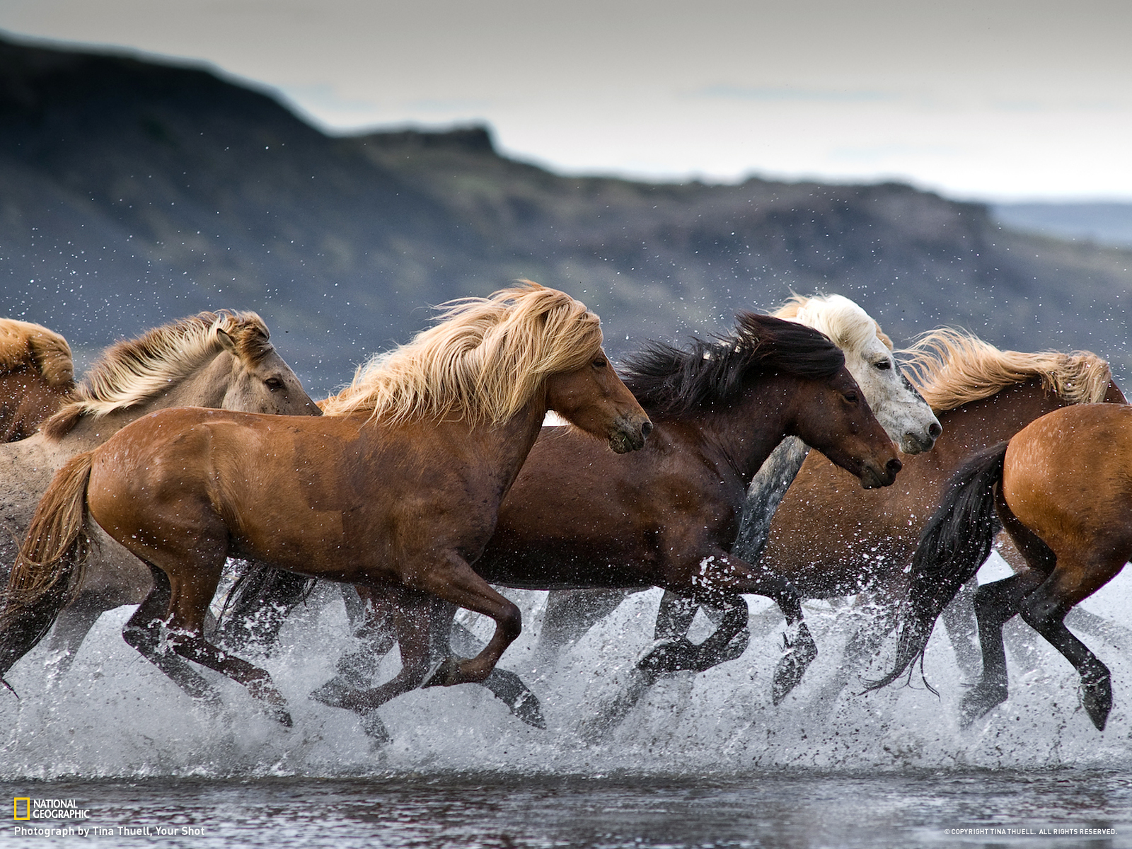 Icelandic Horses Travel National Geographic