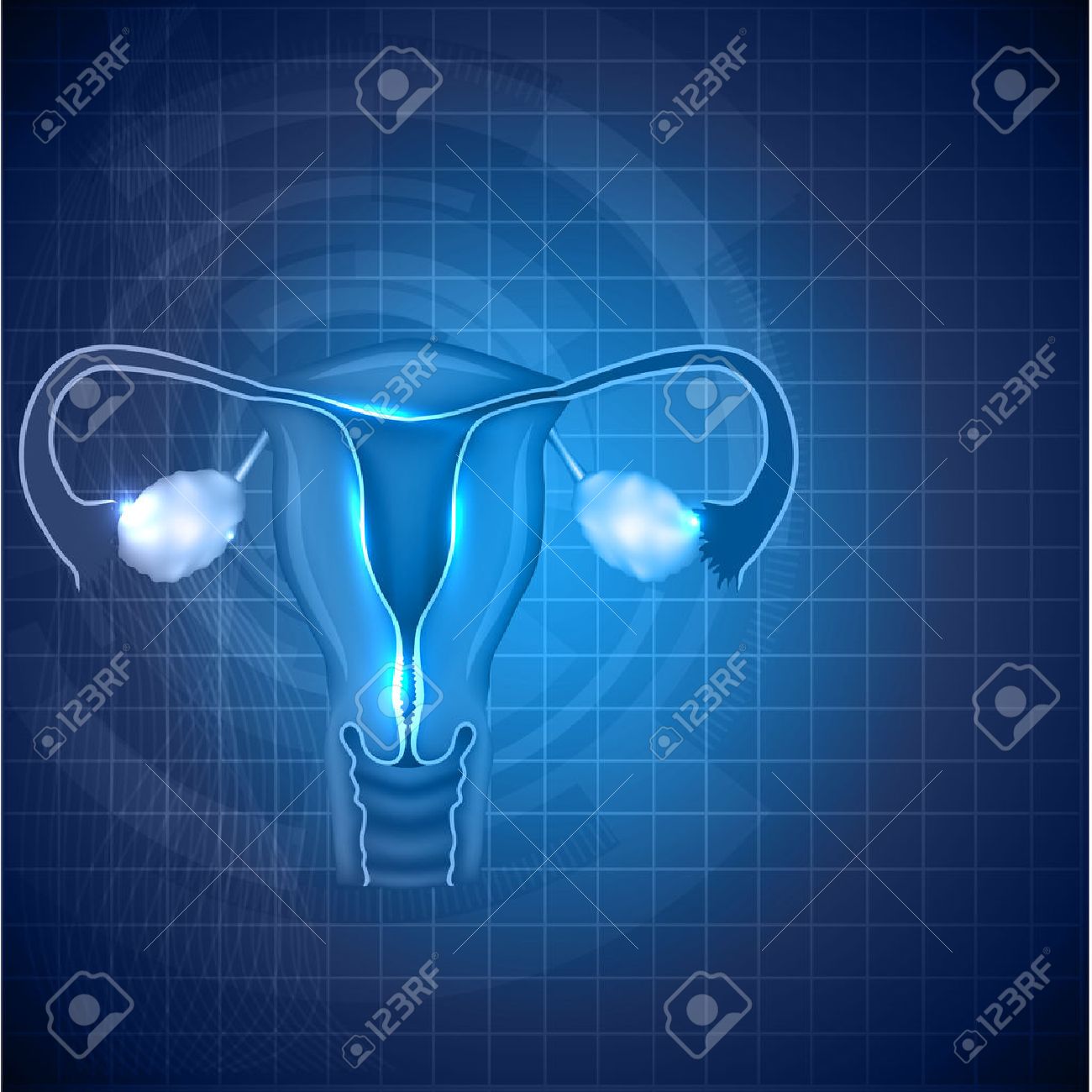 Female Reproductive System Background Normal Uterus And