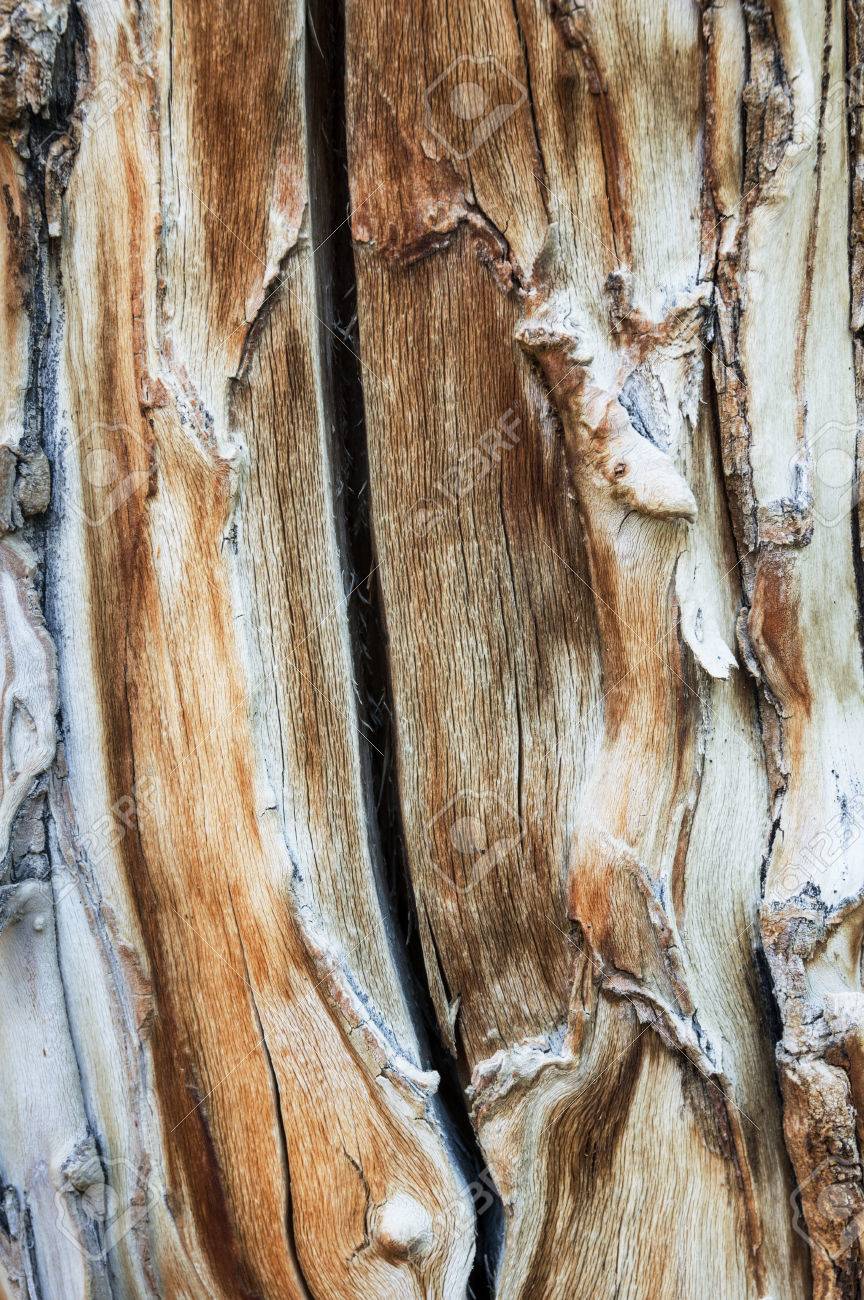 Exposed Wood Grain On An Aspen Tree Trunk Background Texture Stock