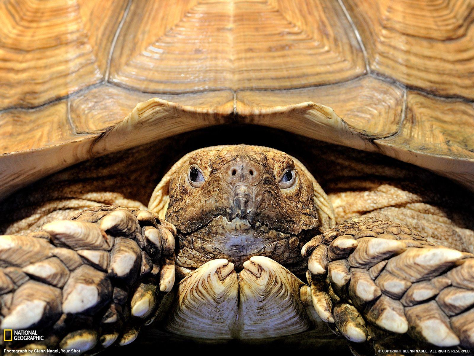 Tortoise Wallpaper
