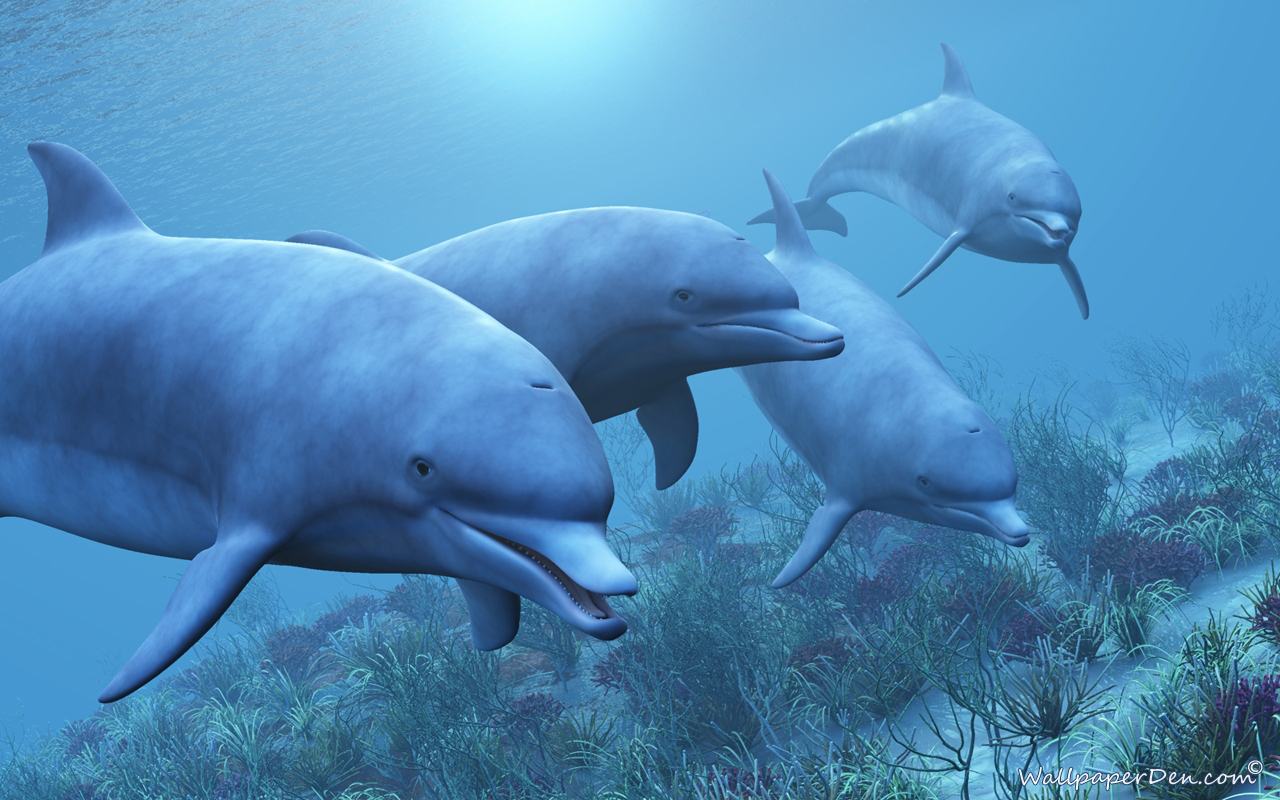 Wallpaper Background Dolphin Animated