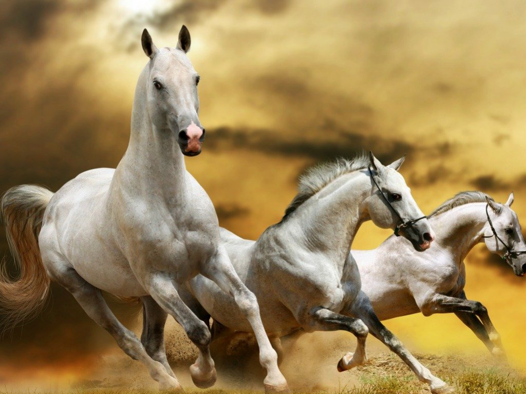 Horses Desktop Pictures One HD Wallpaper Background