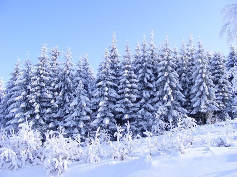 Pine trees in winter by Sadguardian on