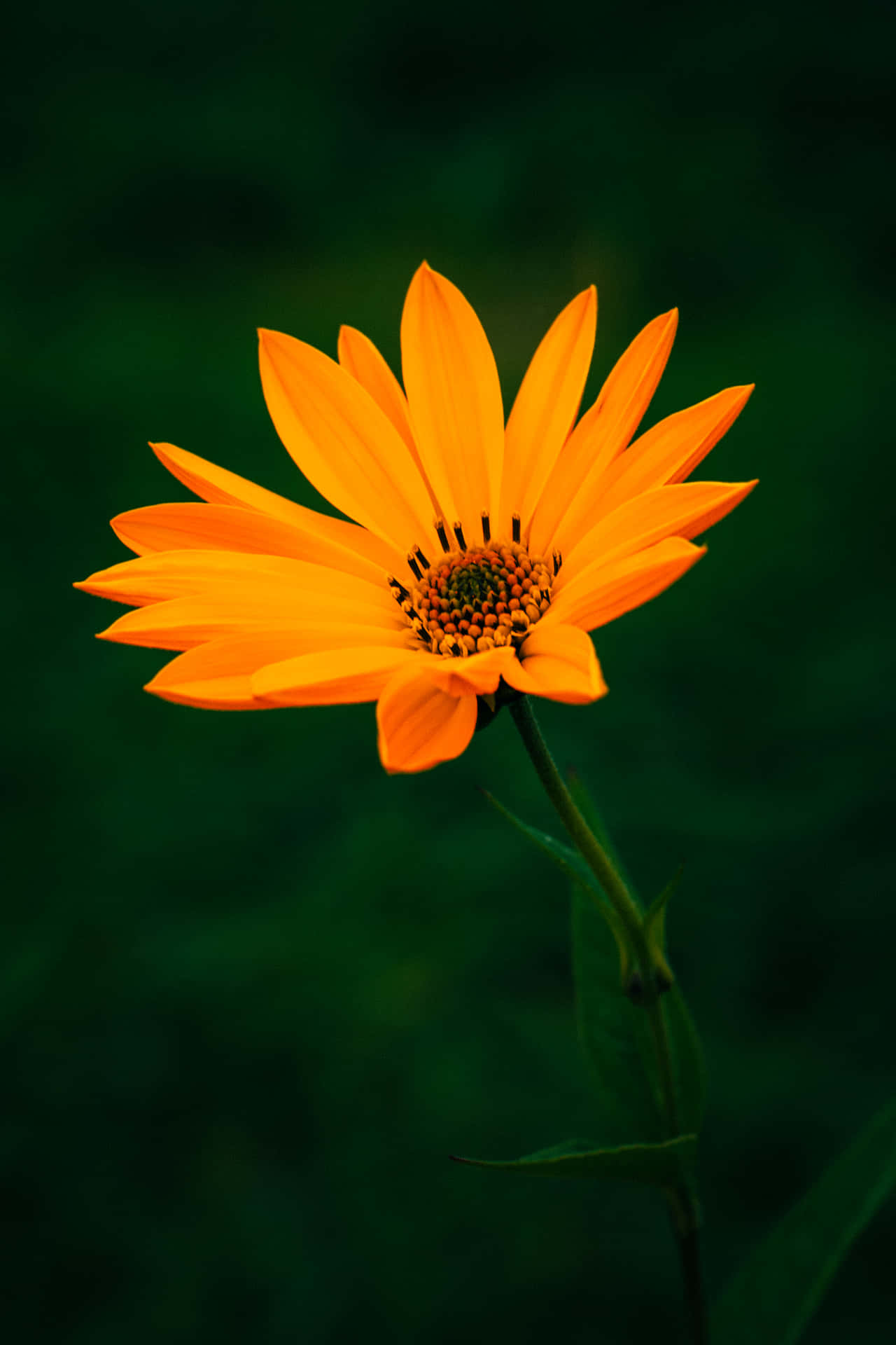 Orange Flower Wallpaper