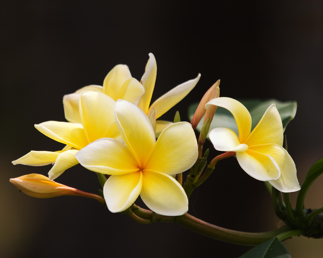 Free download Flowers Wallpapers Frangipani Flowers Wallpapers ...